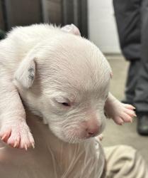 Shelter Stray Female Dog last seen Near W 300 N, SALT LAKE CITY, UT, 84102, 511 W 3900 S, Salt Lake City, UT 84123, USA