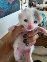 Shelter Stray Female Cat last seen Near Siembre Street, Bonita, CA, 91902, 5500 Gaines St, San Diego, CA 92110, USA