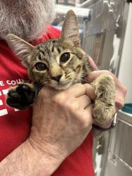 Shelter Stray Male Cat last seen Near S Hollow Springs Circle, MURRAY CITY, UT, 84123, 511 W 3900 S, Salt Lake City, UT 84123, USA