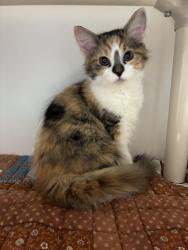 Shelter Stray Female Cat last seen Apt D102,1099 S West Temple Street, SALT LAKE CITY, UT, 84101, 511 W 3900 S, Salt Lake City, UT 84123, USA