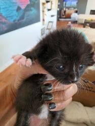 Shelter Stray Male Cat last seen Near Siembre Street, Bonita, CA, 91902, 5500 Gaines St, San Diego, CA 92110, USA