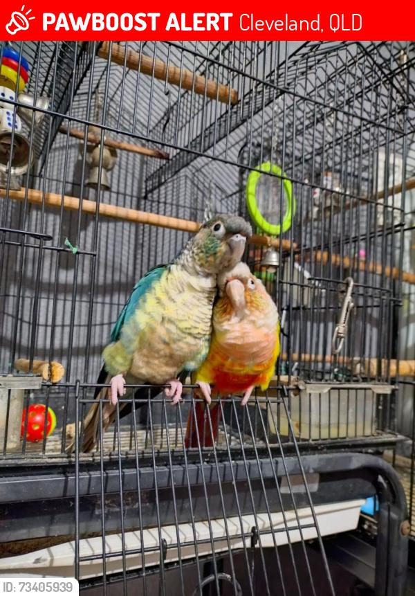Lost Female Bird last seen Shore st West cleveland, Cleveland, QLD 