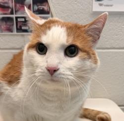 Shelter Stray Male Cat last seen Swadley Ct and Simms St, Littleton, CO, 80127, 580 McIntyre St, Golden, CO 80401, USA