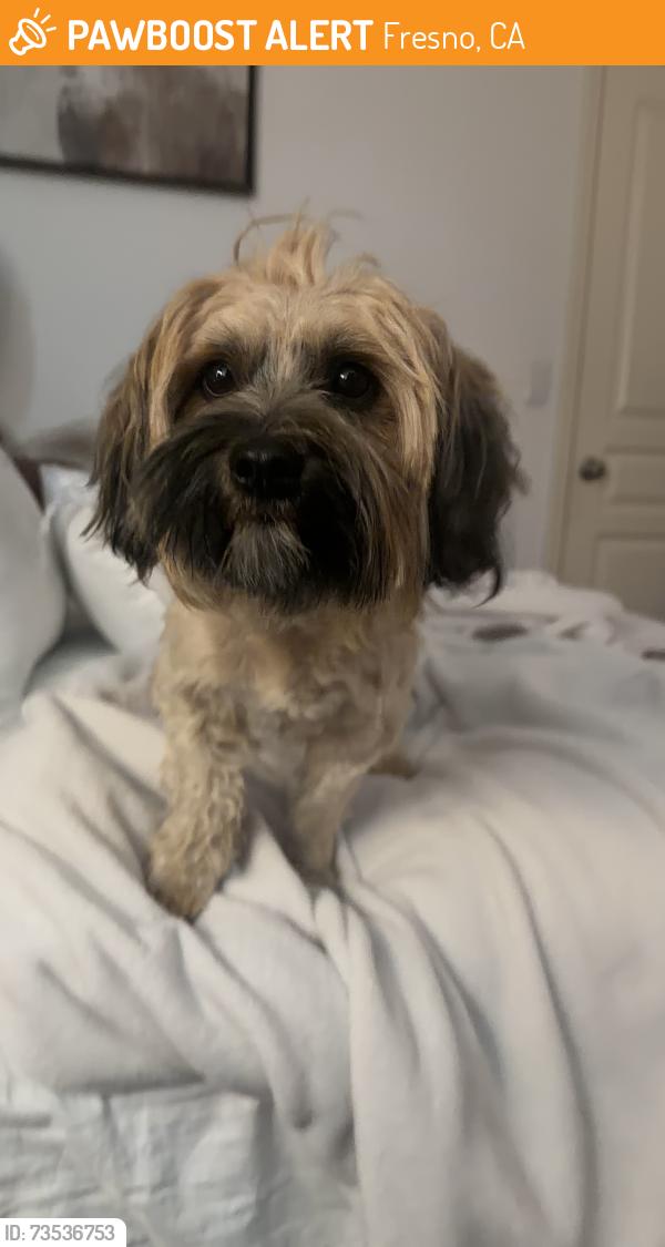 Found/Stray Male Dog last seen united health centers on jensen, Fresno, CA 93725