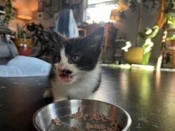 Shelter Stray Male Cat last seen San Diego, CA, 92111, 5500 Gaines St, San Diego, CA 92110, USA