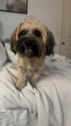 Found/Stray Male Dog last seen united health centers on jensen, Fresno, CA 93725