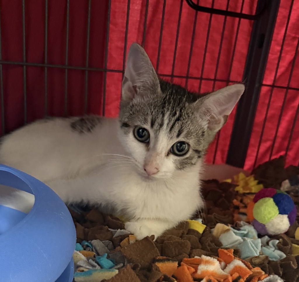 Shelter Stray Female Cat last seen unknown location, TROUTDALE, OR, 97060, 1700 W Historic Columbia River Hwy, Troutdale, OR 97060, USA