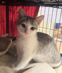 Shelter Stray Female Cat last seen unknown location, TROUTDALE, OR, 97060, 1700 W Historic Columbia River Hwy, Troutdale, OR 97060, USA