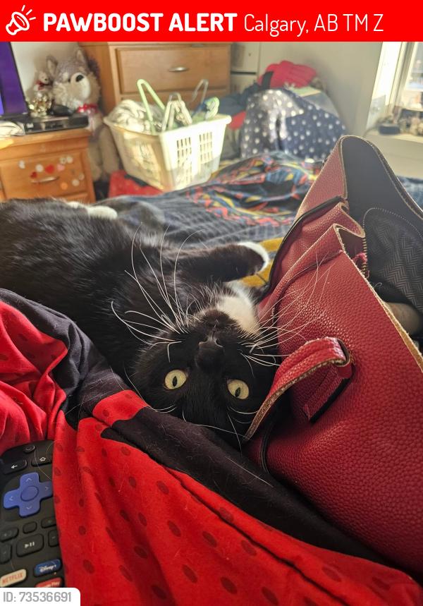 Lost Male Cat last seen 19st nw, Calgary, AB T2M 1Z5