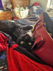 Lost Male Cat last seen 19st nw, Calgary, AB T2M 1Z5