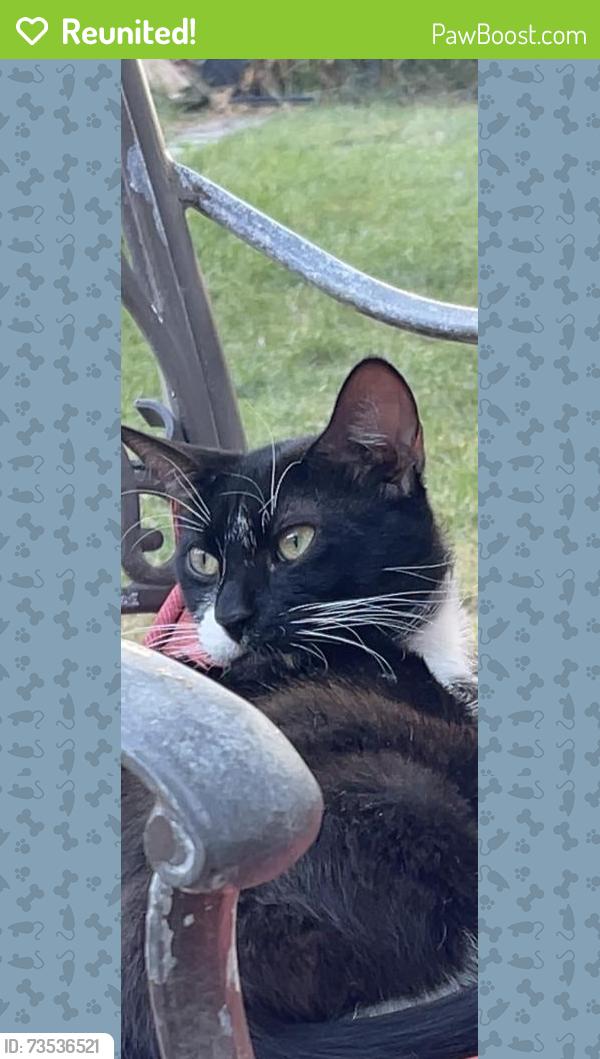 Reunited Male Cat last seen Greenfield, Mishigan Ave, Dearborn, MI 48126
