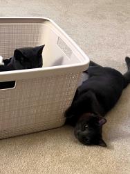 Lost Male Cat last seen Milland Drive and Seminary Road, Mill Valley, CA 94941