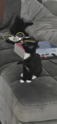 Reunited Female Cat last seen Haven at Waters Edge, Tampa, FL 33604