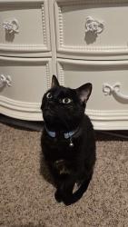Reunited Female Cat last seen Ashland ave, Pensacola, FL 32534