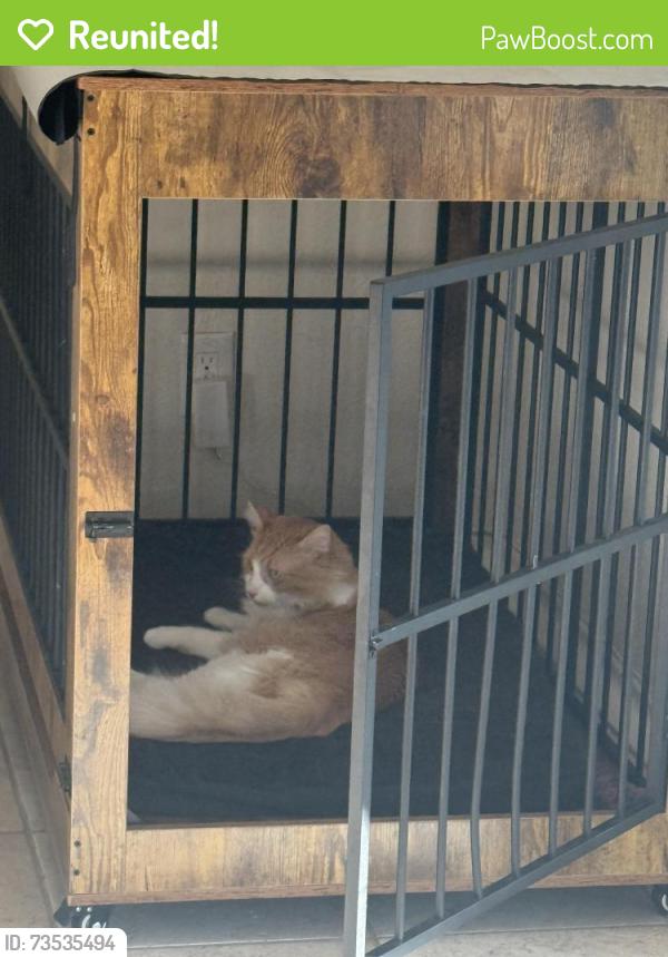 Reunited Male Cat last seen Alta vista and citron, Corona, CA 92882