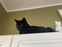 Lost Male Cat last seen right past the rock quarry at Caldwell Stone, Danville, KY 40422