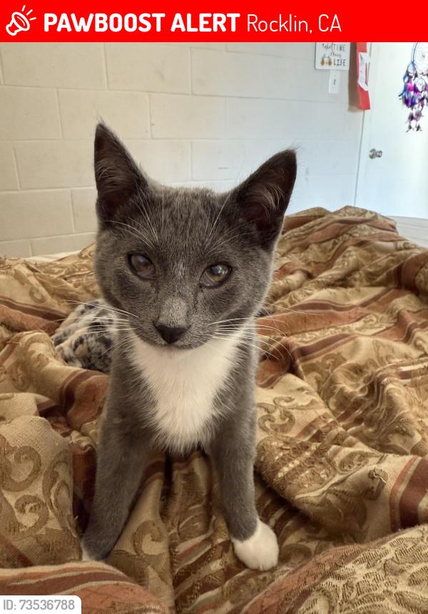 Lost Male Cat last seen Greenbrae rd and Aguilar rd, Rocklin, CA 95677