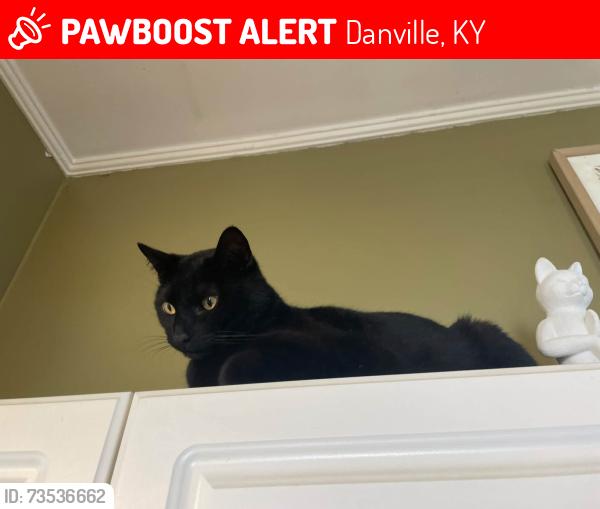 Lost Male Cat last seen right past the rock quarry at Caldwell Stone, Danville, KY 40422