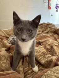 Lost Male Cat last seen Greenbrae rd and Aguilar rd, Rocklin, CA 95677