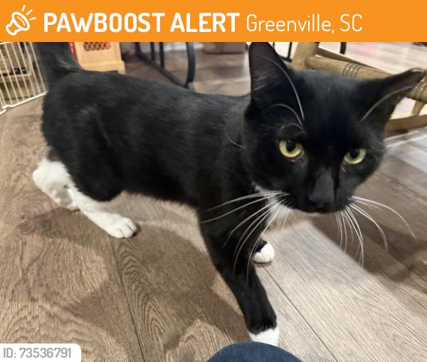 Found/Stray Male Cat last seen Near pinefield drive, Greenville, SC 29605