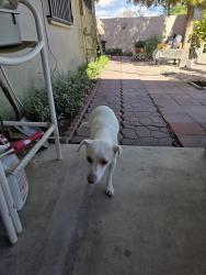 Reunited Male Dog last seen Eastern and Bonanza, Las Vegas, NV 89101