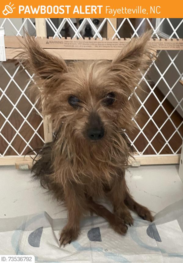 Found/Stray Female Dog last seen Lakewood Dr, Fayetteville, NC 28306