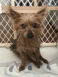 Found/Stray Female Dog last seen Lakewood Dr, Fayetteville, NC 28306