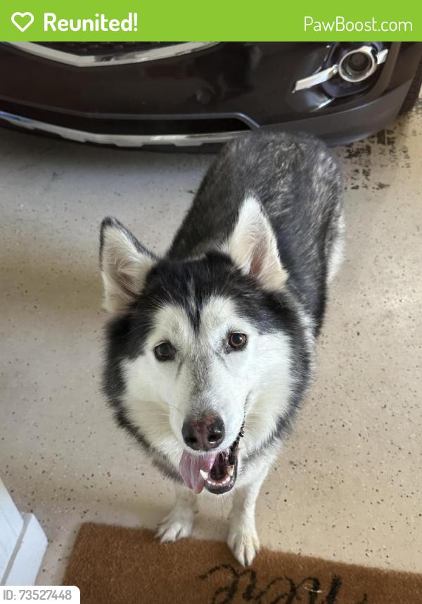 Reunited Unknown Dog last seen Hwy 124 Spout Springs Rd, Auburn, GA 30011