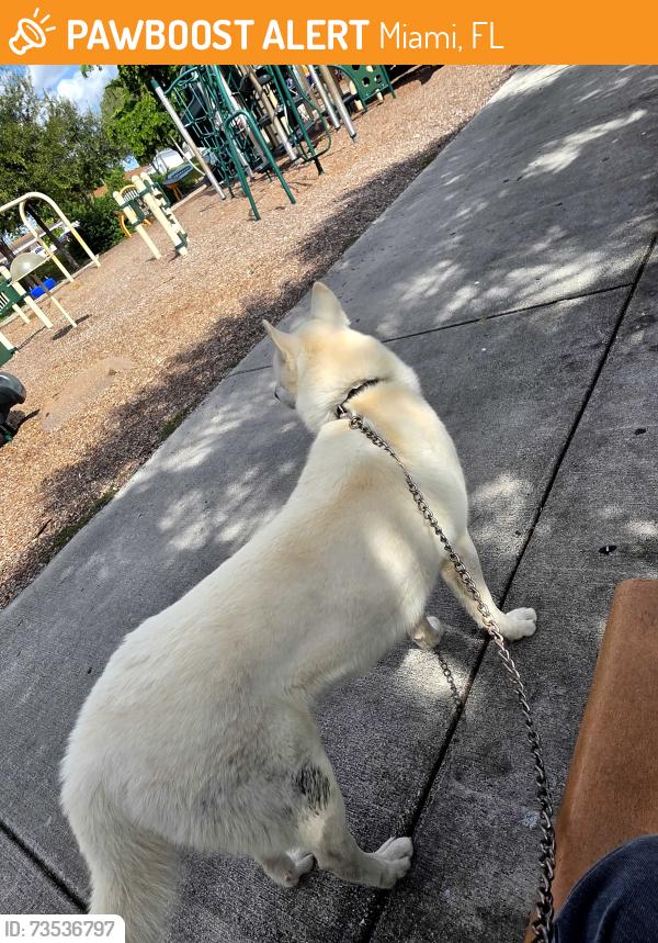 Found/Stray Male Dog last seen Near 11401-11433 SW 190th Dr, Miami, FL 33157, Miami, FL 33157