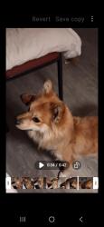Lost Male Dog last seen Hwy 99 at the clovis exit in fresno, Fresno, CA 93728
