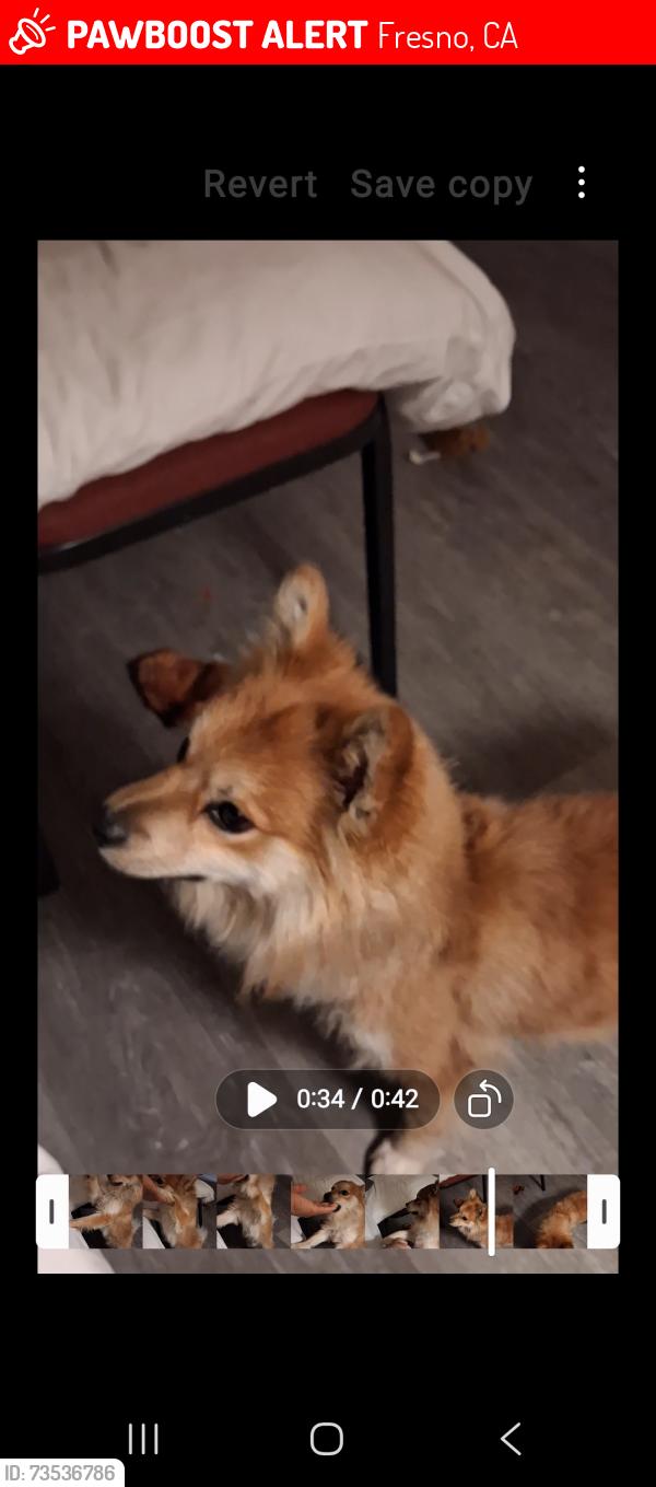 Lost Male Dog last seen Hwy 99 at the clovis exit in fresno, Fresno, CA 93728