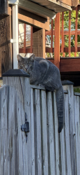 Found/Stray Unknown Cat last seen Gainful Terrace, between Lisa Terrace and Elm Terrace in Kirkpatrick Farms, Aldie VA, Loudoun County, VA 20105