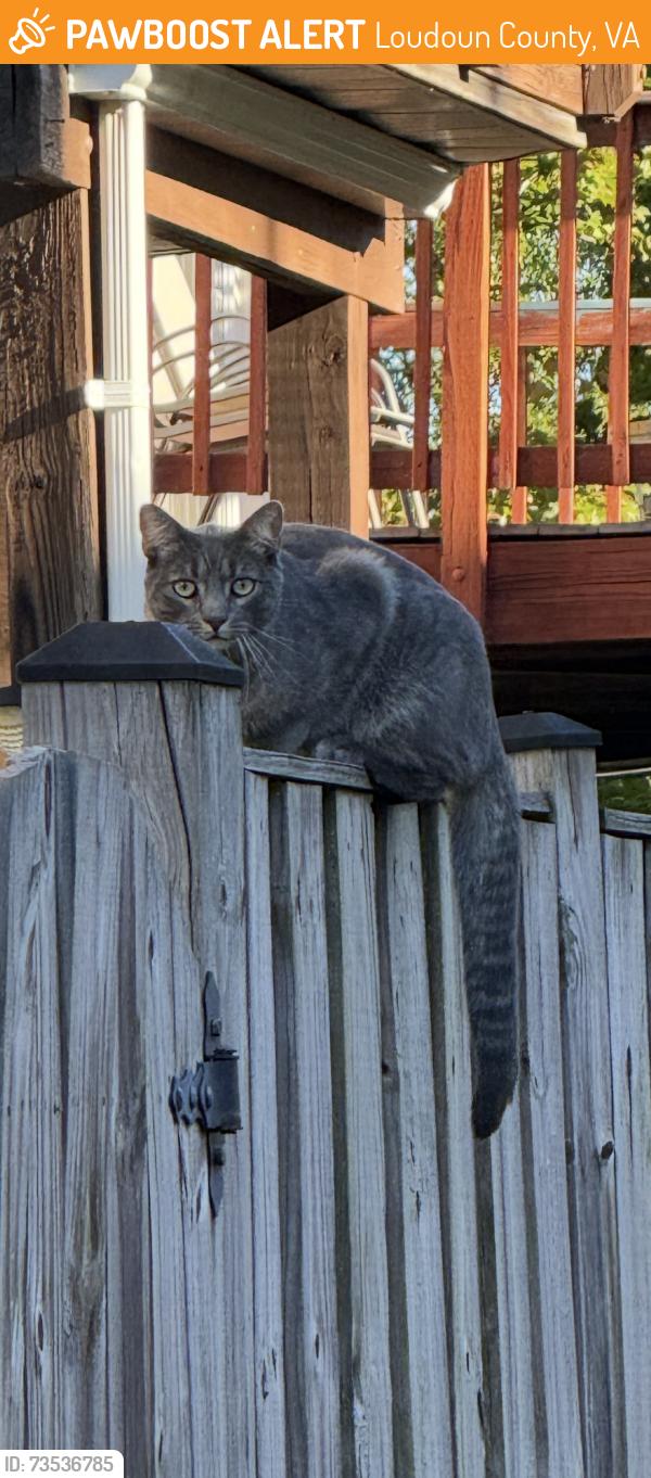Found/Stray Unknown Cat last seen Gainful Terrace, between Lisa Terrace and Elm Terrace in Kirkpatrick Farms, Aldie VA, Loudoun County, VA 20105