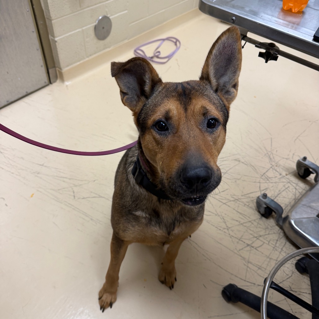 Shelter Stray Male Dog last seen , 5570 Sturmer Park Cir, Winston-Salem, NC 27105, USA