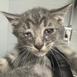 Shelter Stray Male Cat last seen , 328 Furman Hall Rd, Greenville, SC 29609, USA