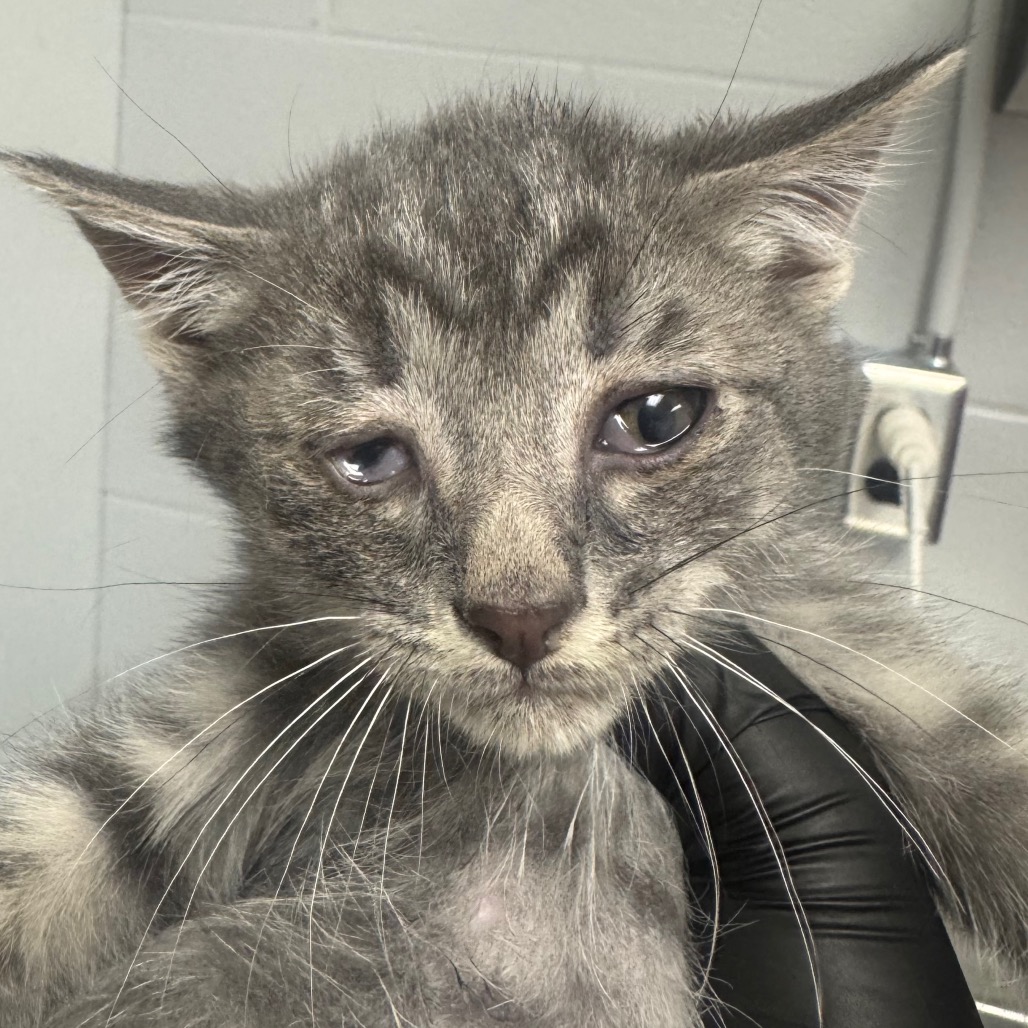 Shelter Stray Male Cat last seen , 328 Furman Hall Rd, Greenville, SC 29609, USA
