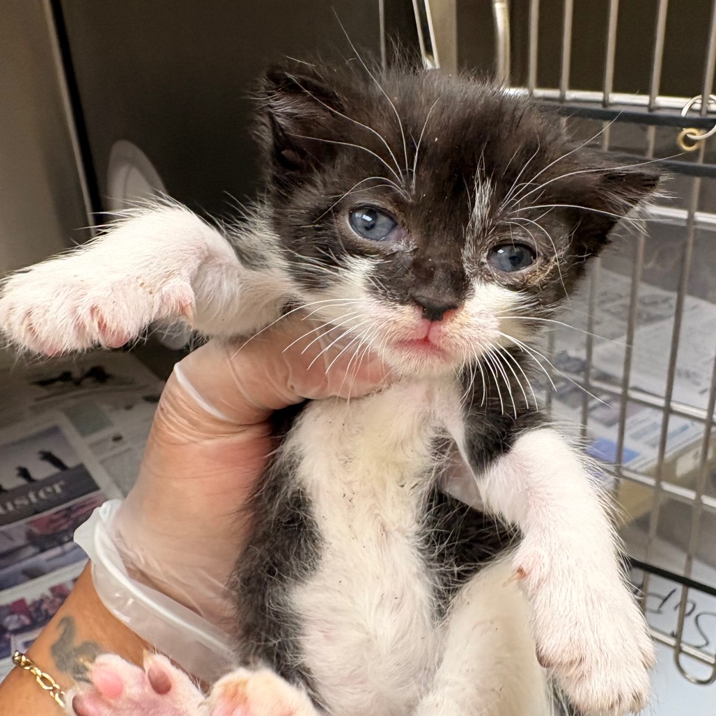 Shelter Stray Male Cat last seen , 5570 Sturmer Park Cir, Winston-Salem, NC 27105, USA