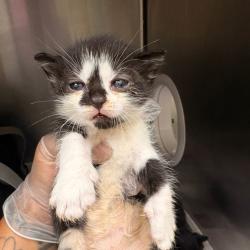 Shelter Stray Male Cat last seen , 5570 Sturmer Park Cir, Winston-Salem, NC 27105, USA