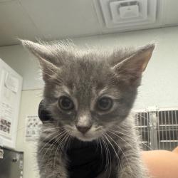 Shelter Stray Female Cat last seen , 328 Furman Hall Rd, Greenville, SC 29609, USA