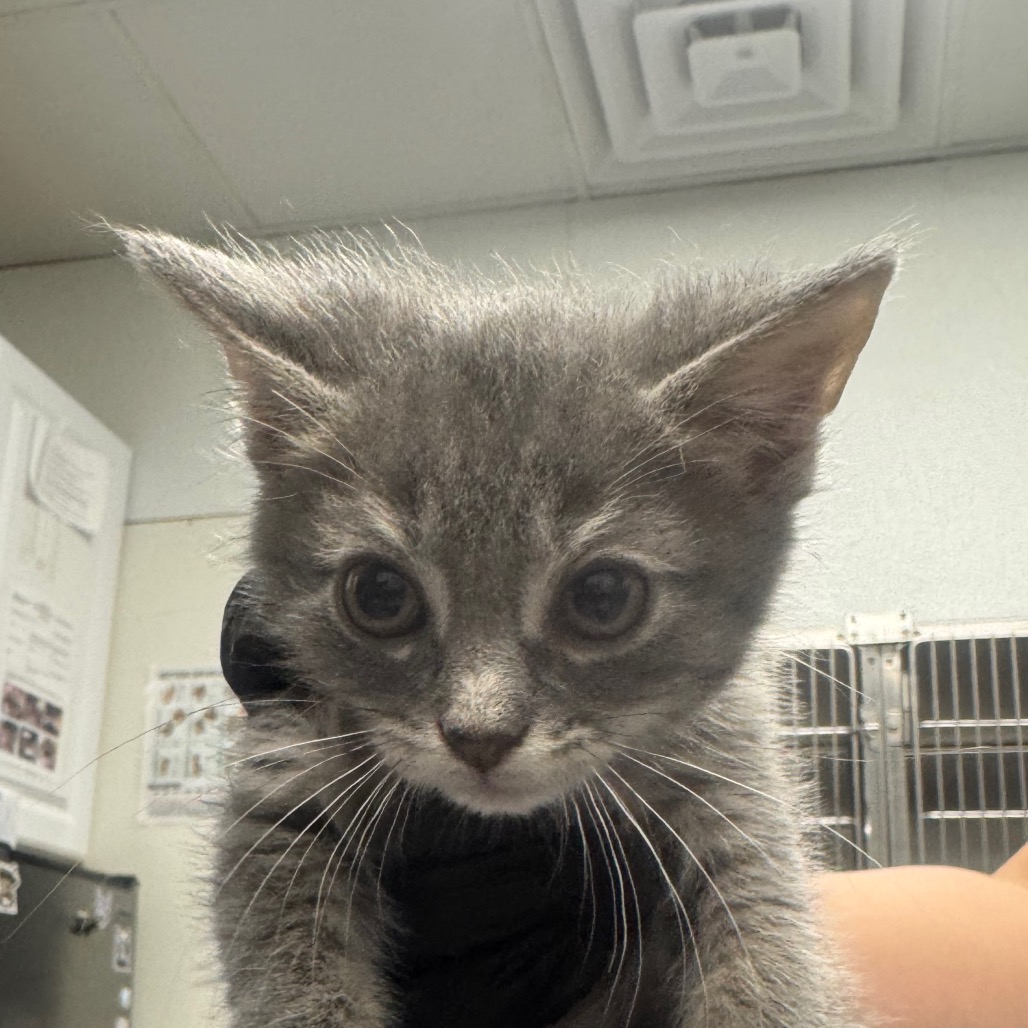 Shelter Stray Female Cat last seen , 328 Furman Hall Rd, Greenville, SC 29609, USA