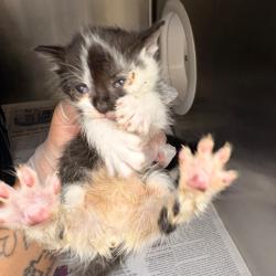 Shelter Stray Female Cat last seen , 5570 Sturmer Park Cir, Winston-Salem, NC 27105, USA