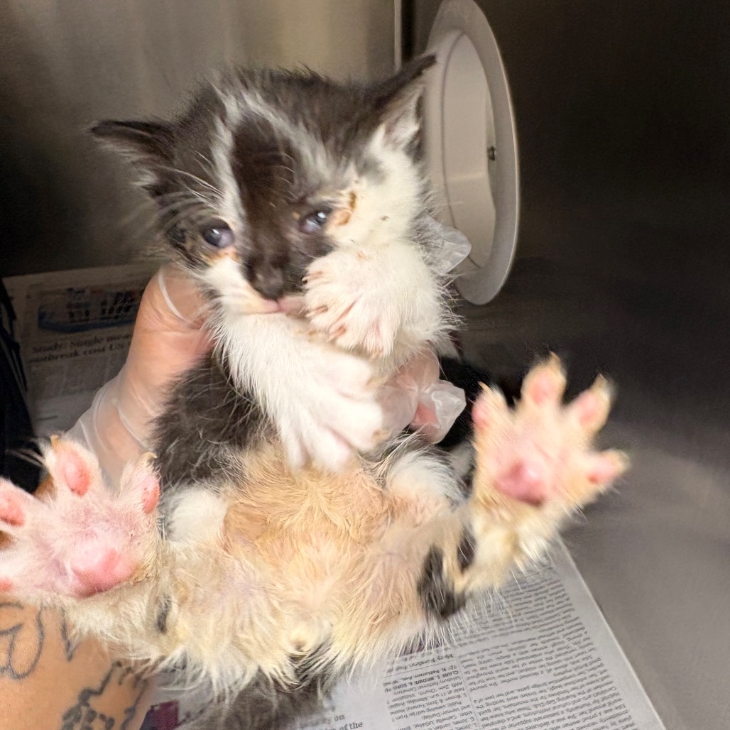 Shelter Stray Female Cat last seen , 5570 Sturmer Park Cir, Winston-Salem, NC 27105, USA