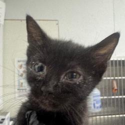 Shelter Stray Female Cat last seen , 328 Furman Hall Rd, Greenville, SC 29609, USA
