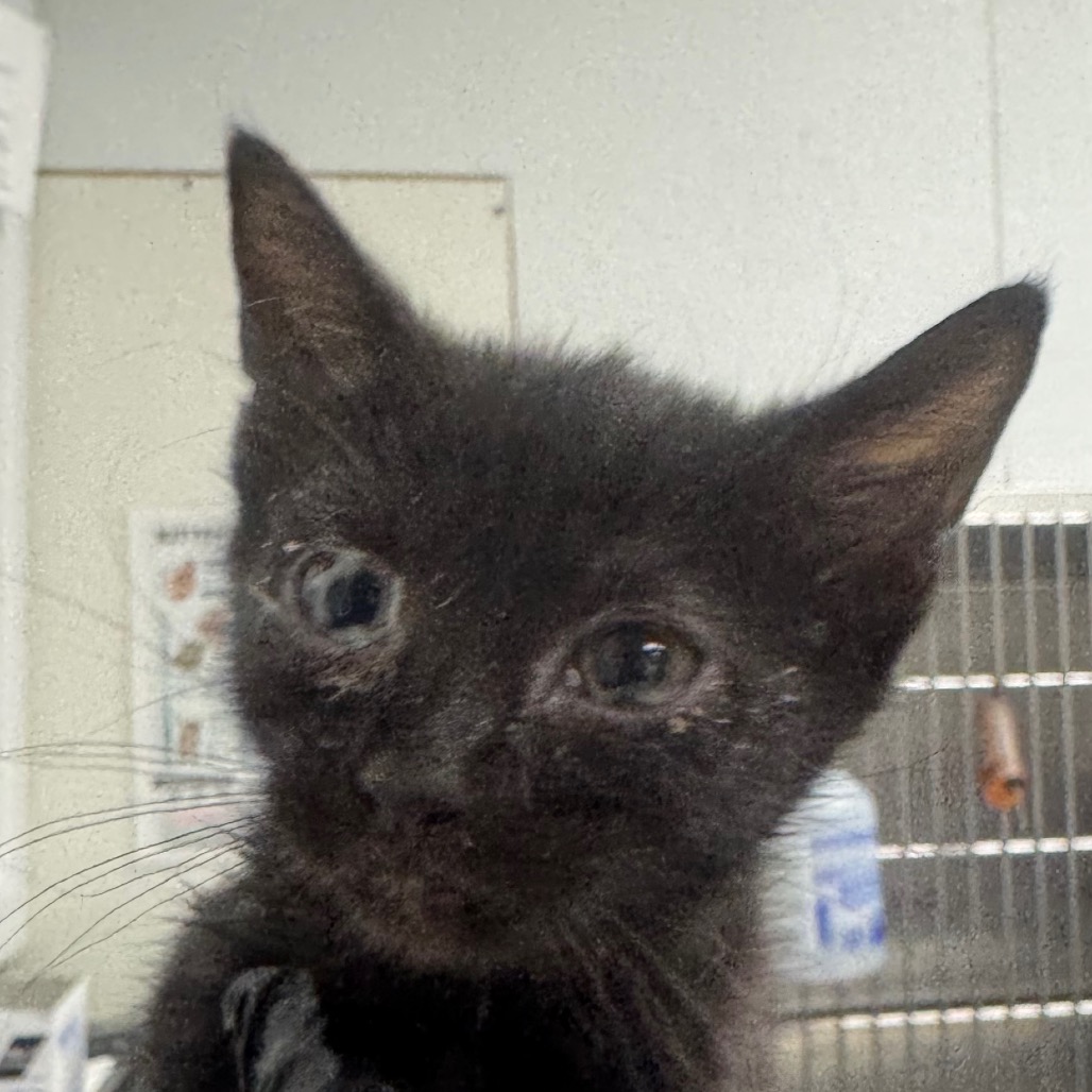 Shelter Stray Female Cat last seen , 328 Furman Hall Rd, Greenville, SC 29609, USA