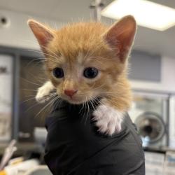 Shelter Stray Male Cat last seen , 244 Georgetown Rd, Jacksonville, NC 28540, USA