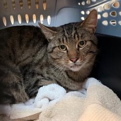 Shelter Stray Male Cat last seen , 54687 Co Rd 19, Bristol, IN 46507, USA