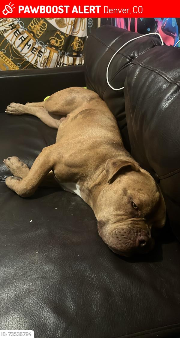 Lost Male Dog last seen 16th and Syracuse, Denver, CO 80220
