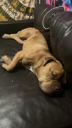 Lost Male Dog last seen 16th and Syracuse, Denver, CO 80220