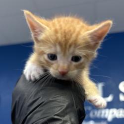 Shelter Stray Male Cat last seen , 244 Georgetown Rd, Jacksonville, NC 28540, USA