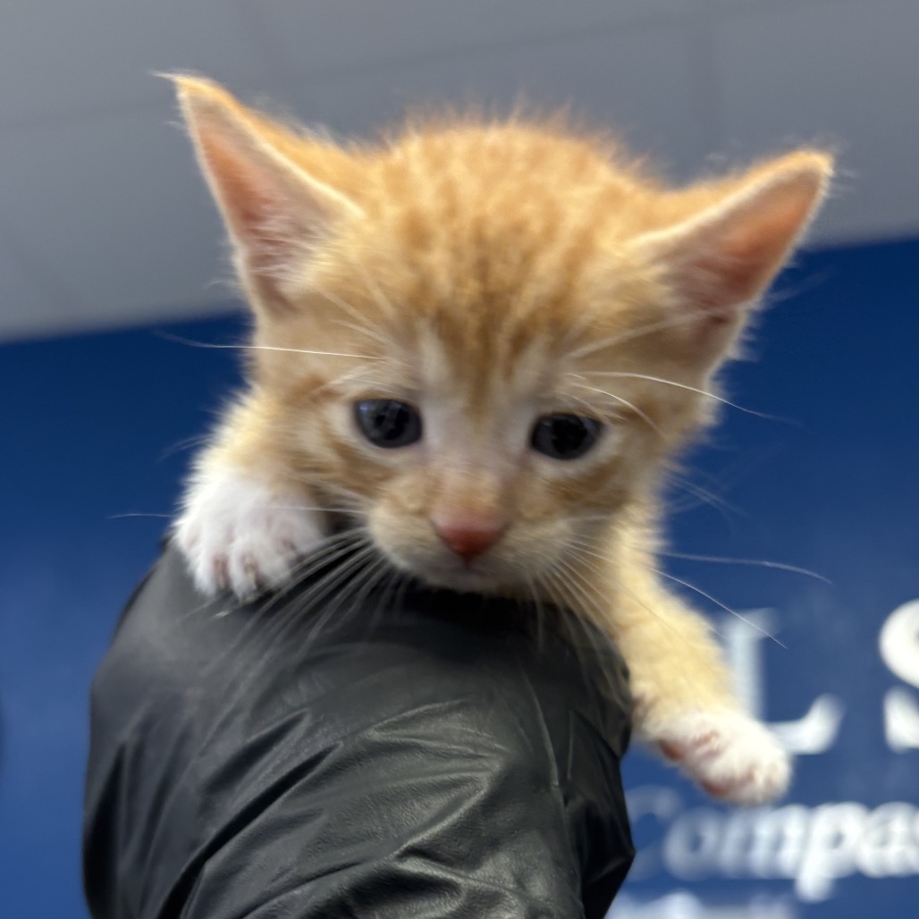 Shelter Stray Male Cat last seen , 244 Georgetown Rd, Jacksonville, NC 28540, USA